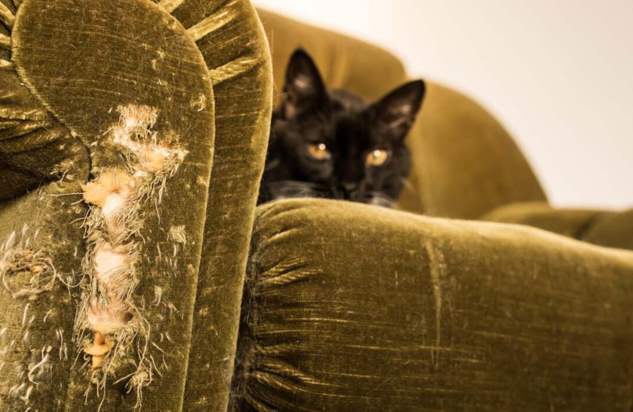 Purrfect Picks The Secrets to Best Sofa Fabric for Cats