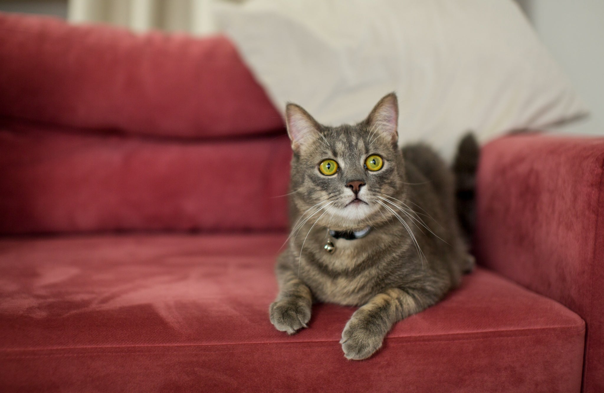 Your Ultimate Guide to Finding a Cat Scratch Resistant Couch!